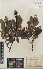 Foto von Salix glabra Scop.